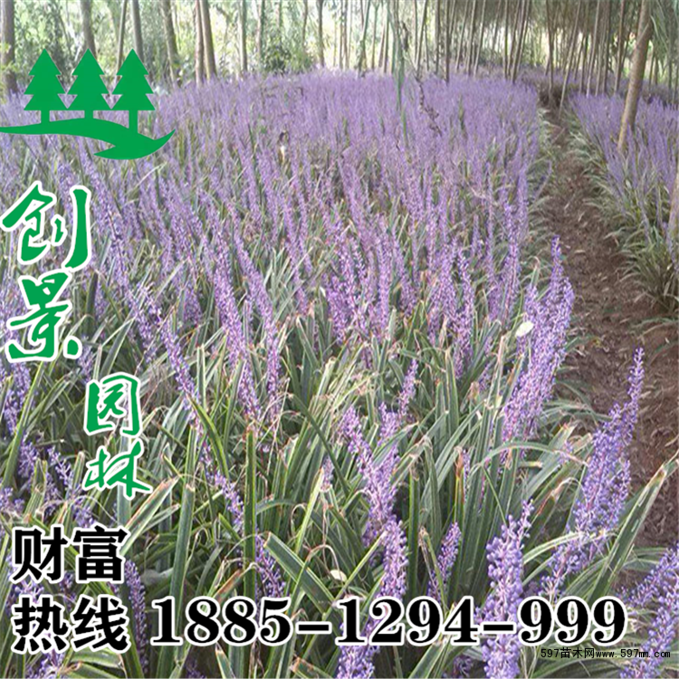 银边沿阶草 银边沿阶草