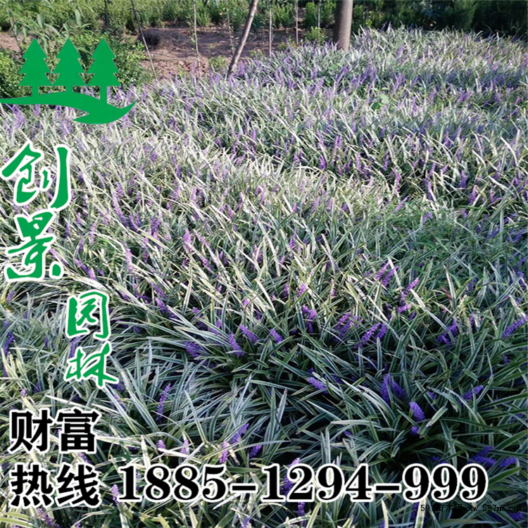 银边沿阶草 银边沿阶草