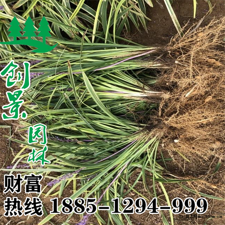 银边沿阶草 银边沿阶草