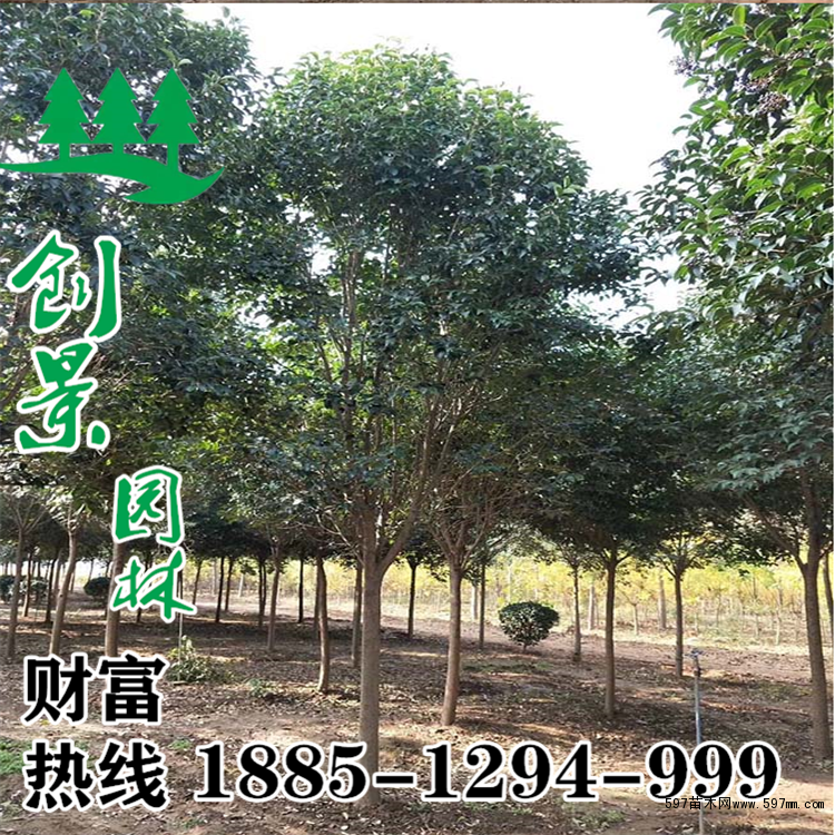 大叶女贞 大叶女贞