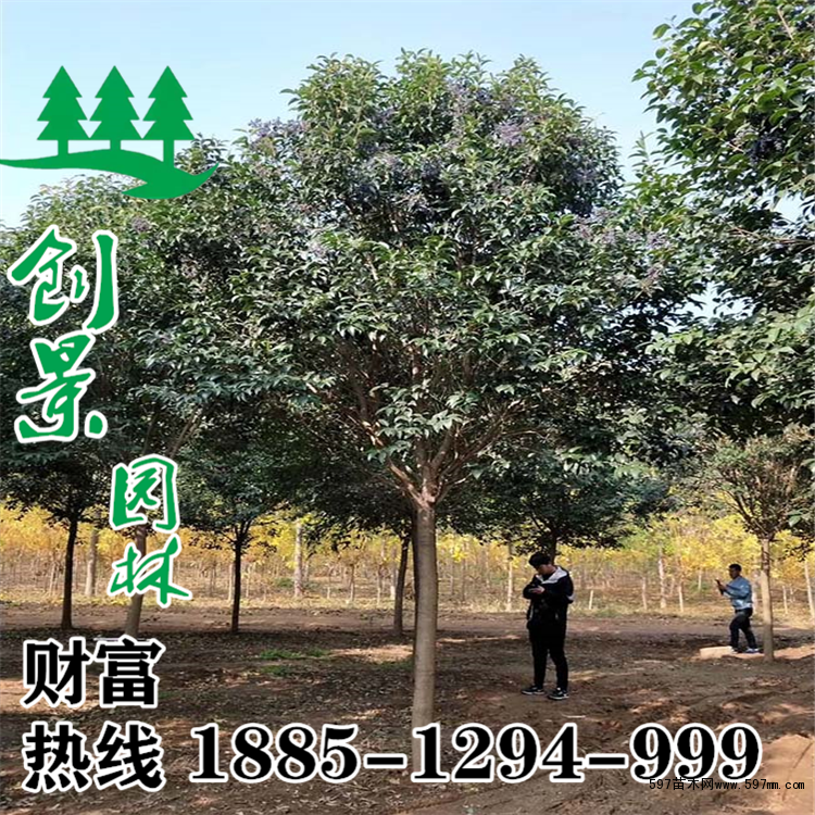 大叶女贞 大叶女贞