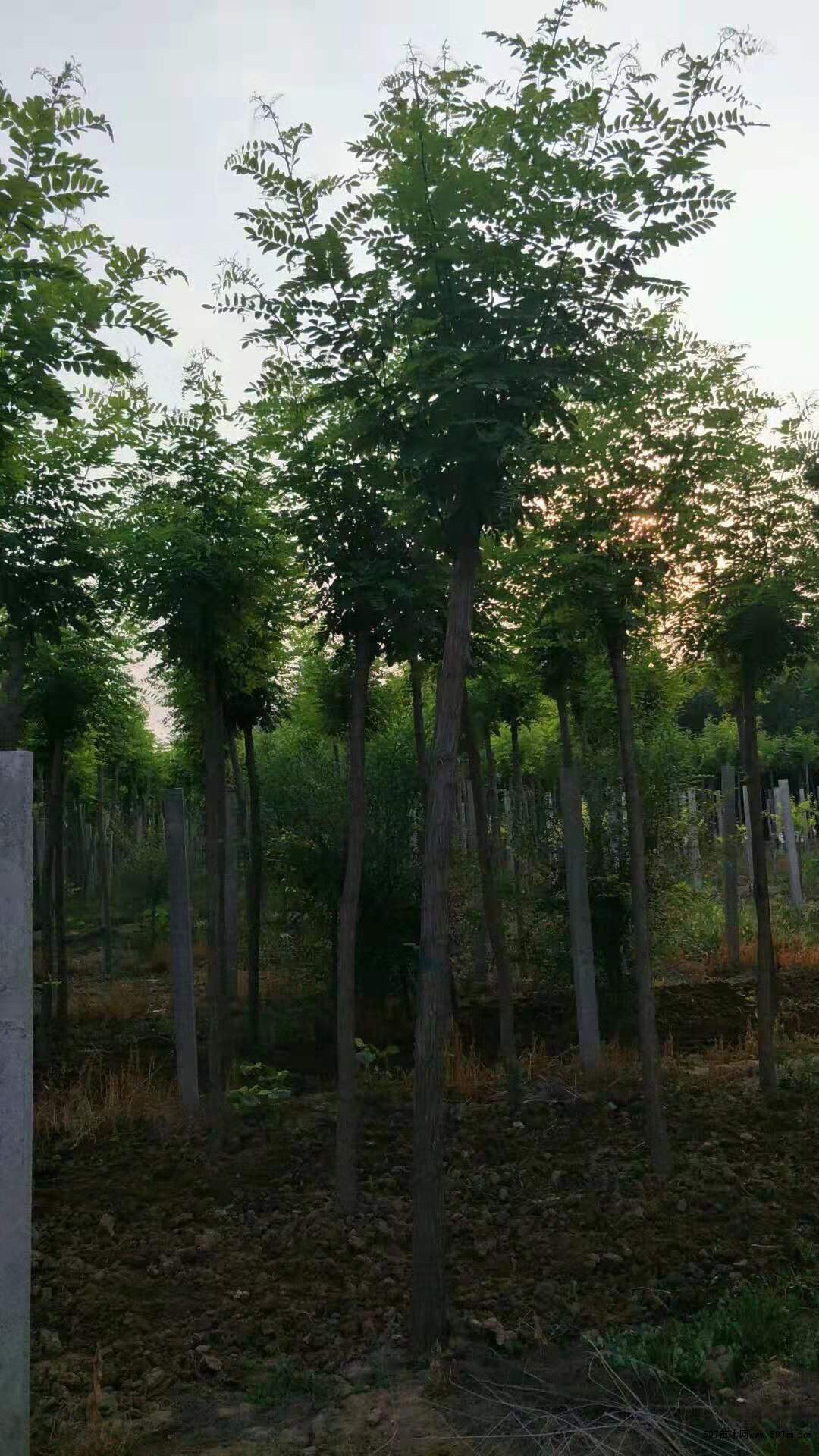 刺槐 刺槐