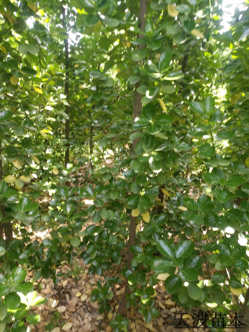 成活率高的北海道黄杨3
