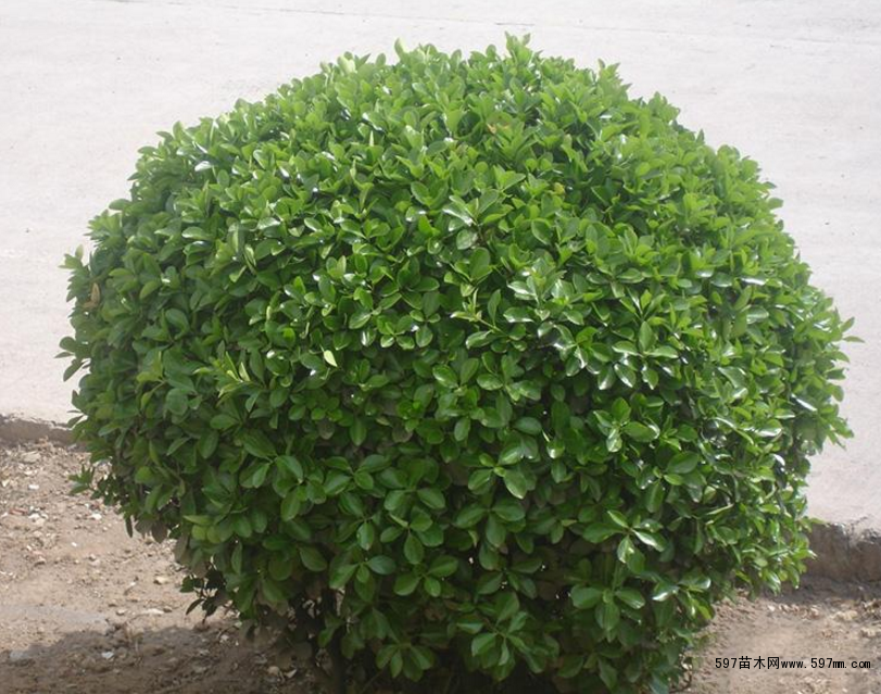 冬青球的种植方法