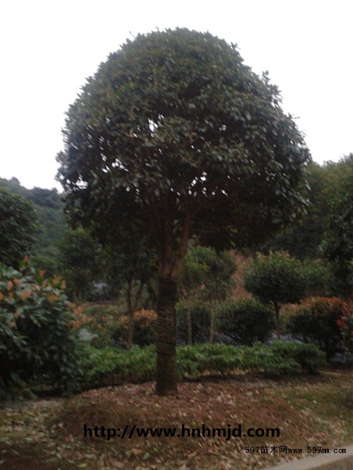 湖南桂花树 湖南桂花树