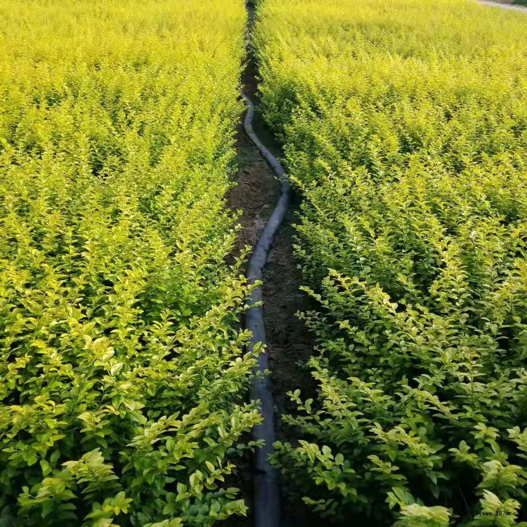 30-70公分高 30-70公分高