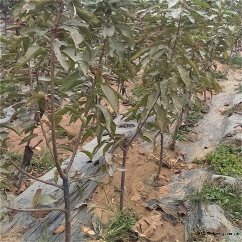 樱桃苗 樱桃苗