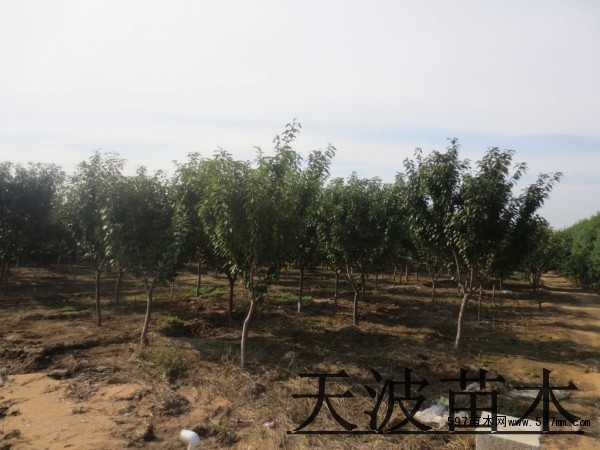 山东樱花种植基地那家好2