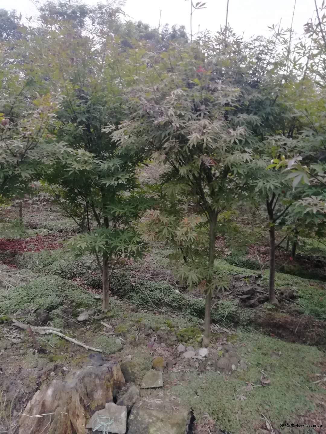夏天红枫 夏天红枫