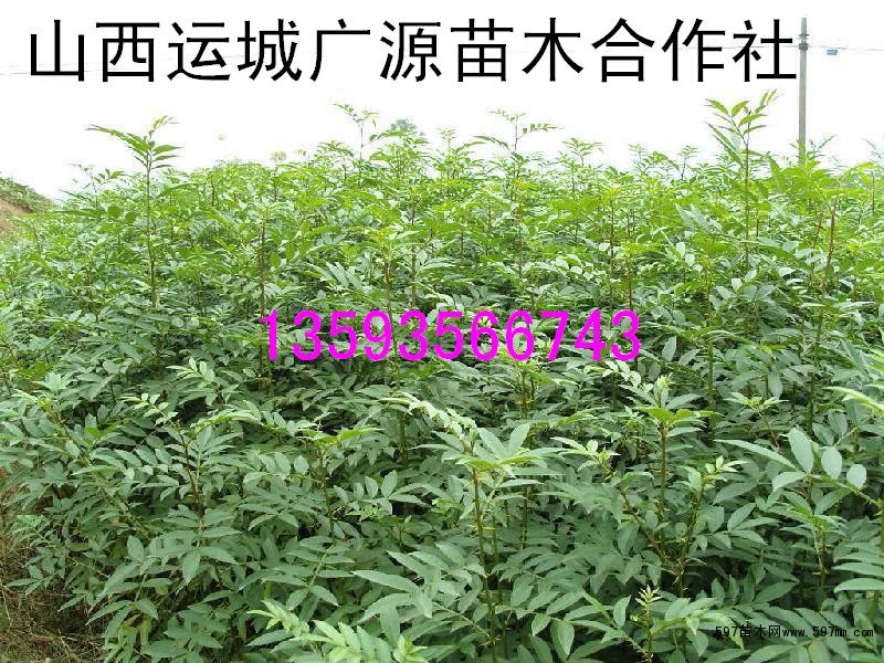 花椒苗 花椒苗