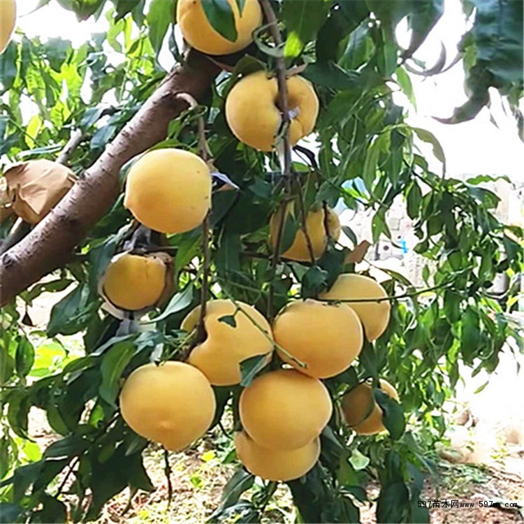 黄桃树苗 黄桃树苗
