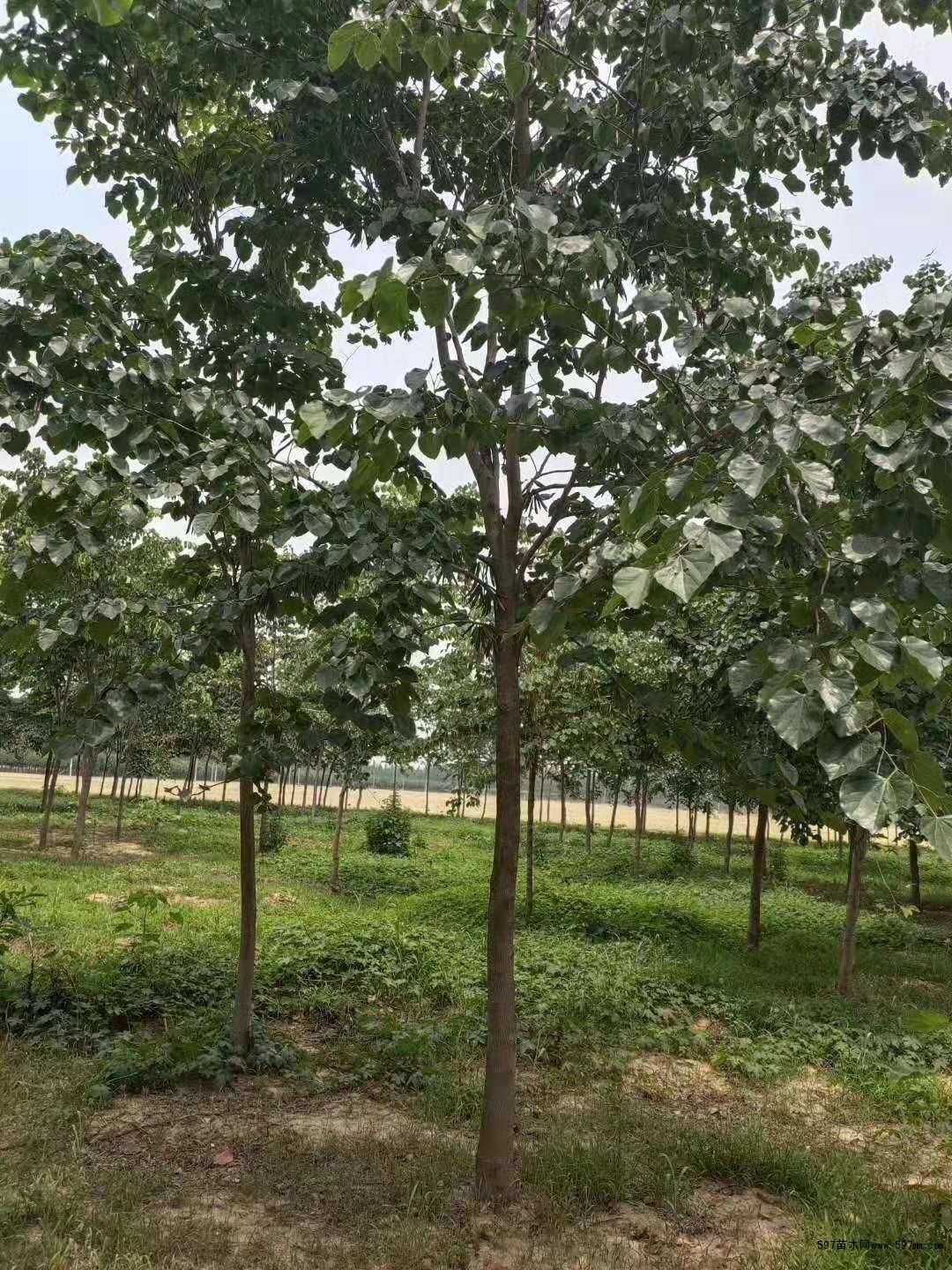 紫荆 紫荆