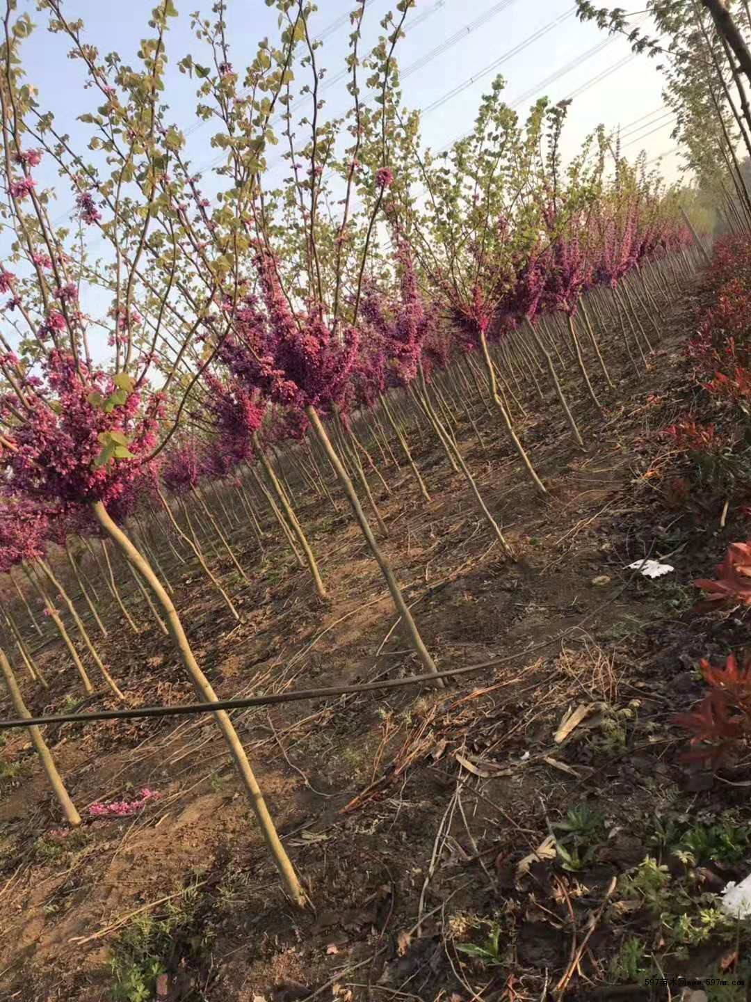 紫荆 紫荆