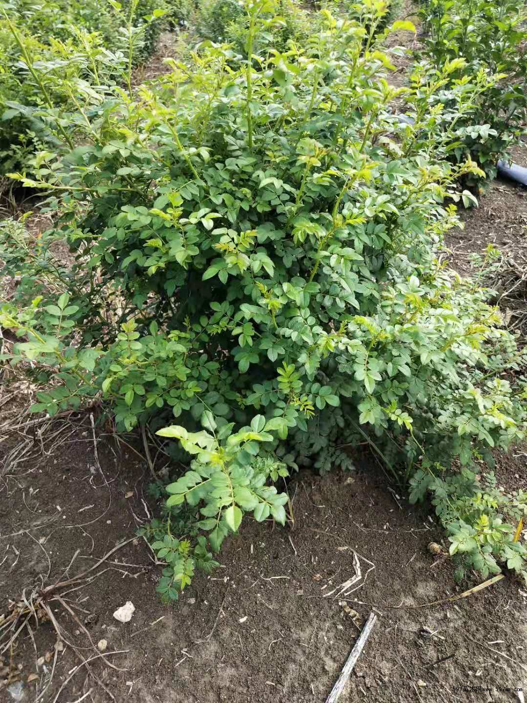 供应黄刺玫 黄刺玫图片 黄刺玫小苗价格