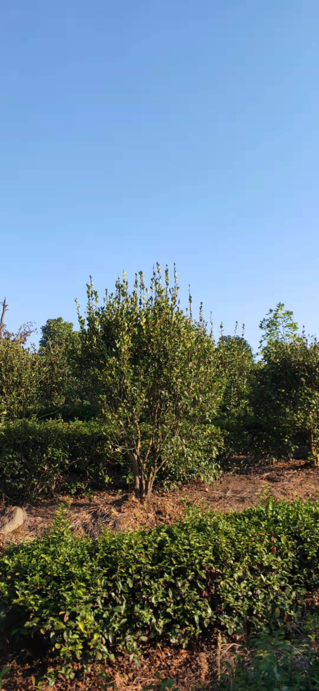 油茶树 油茶树