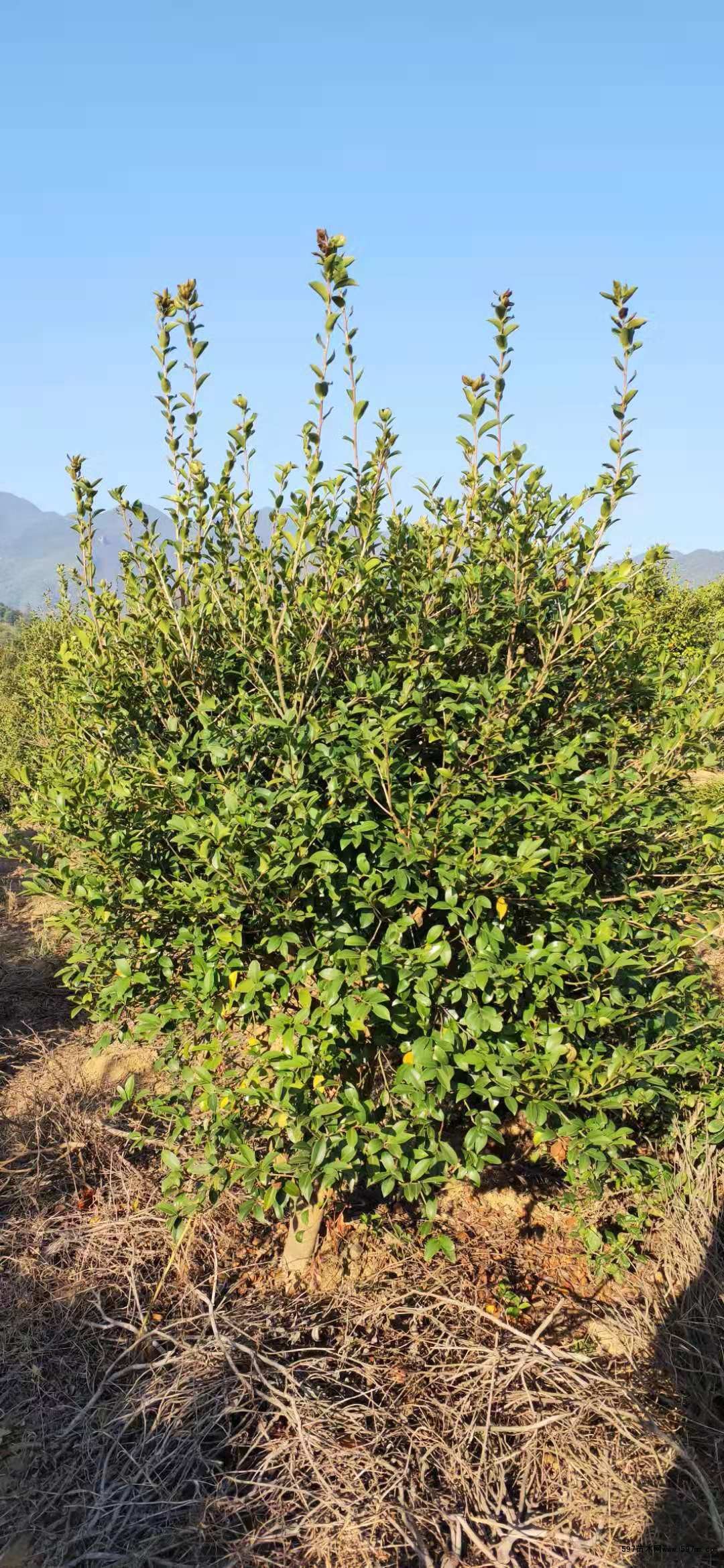油茶树