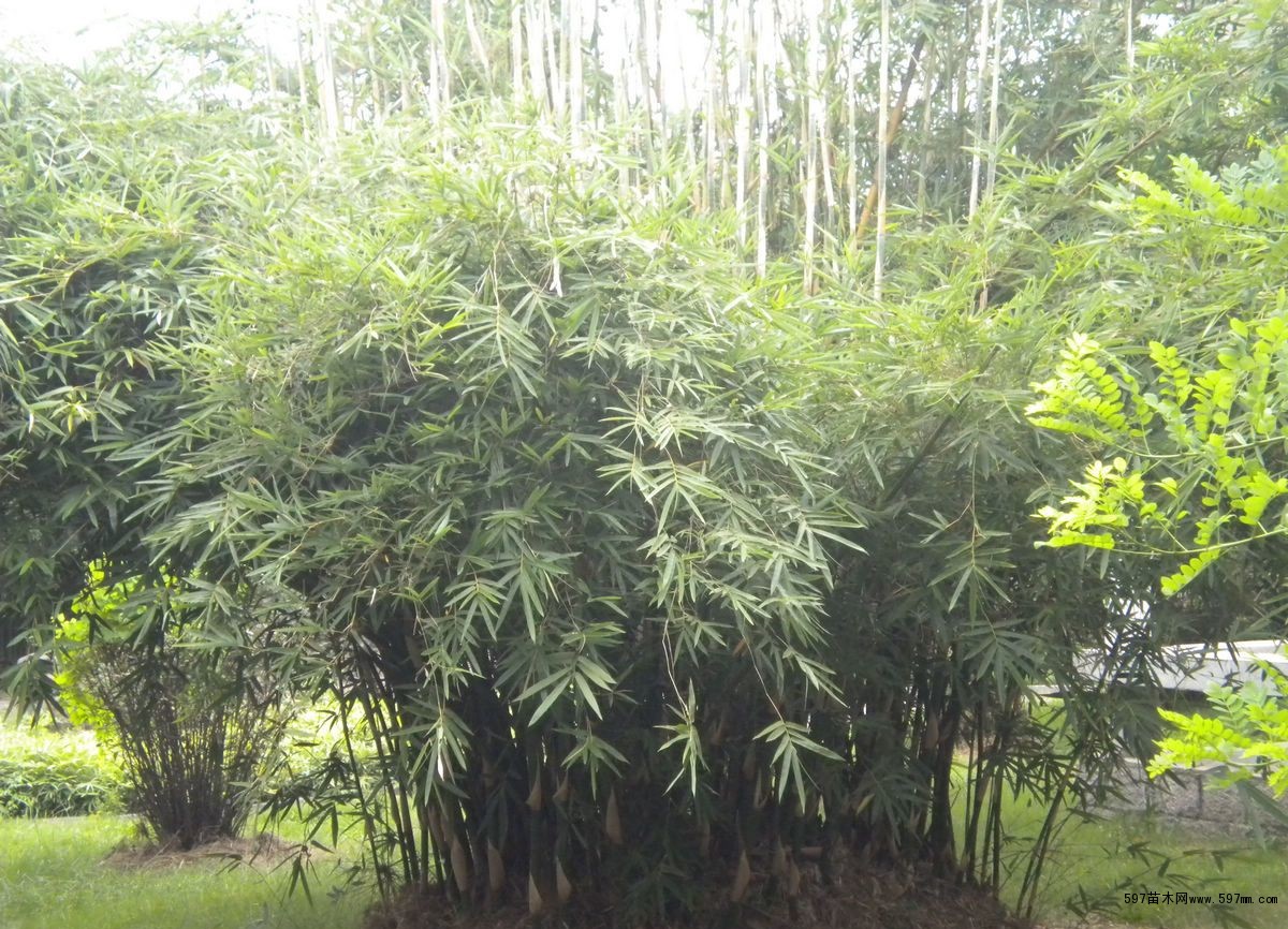 慈孝竹 慈孝竹