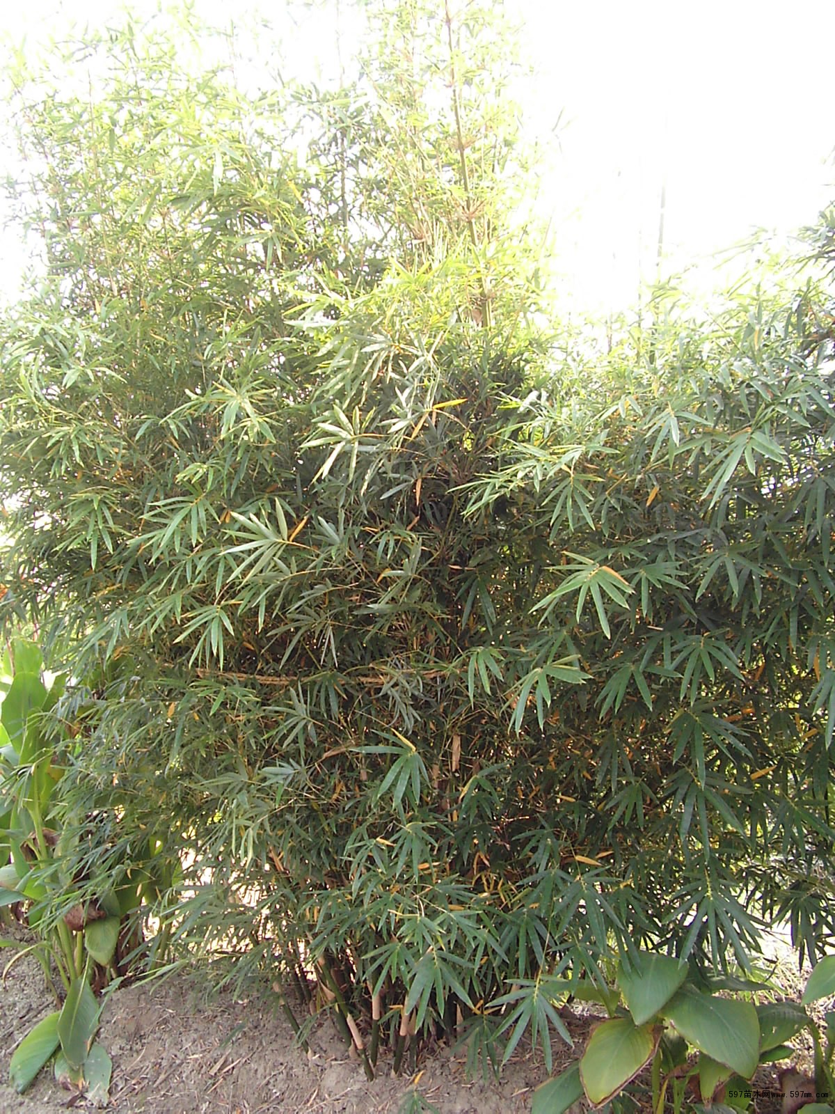 慈孝竹 慈孝竹