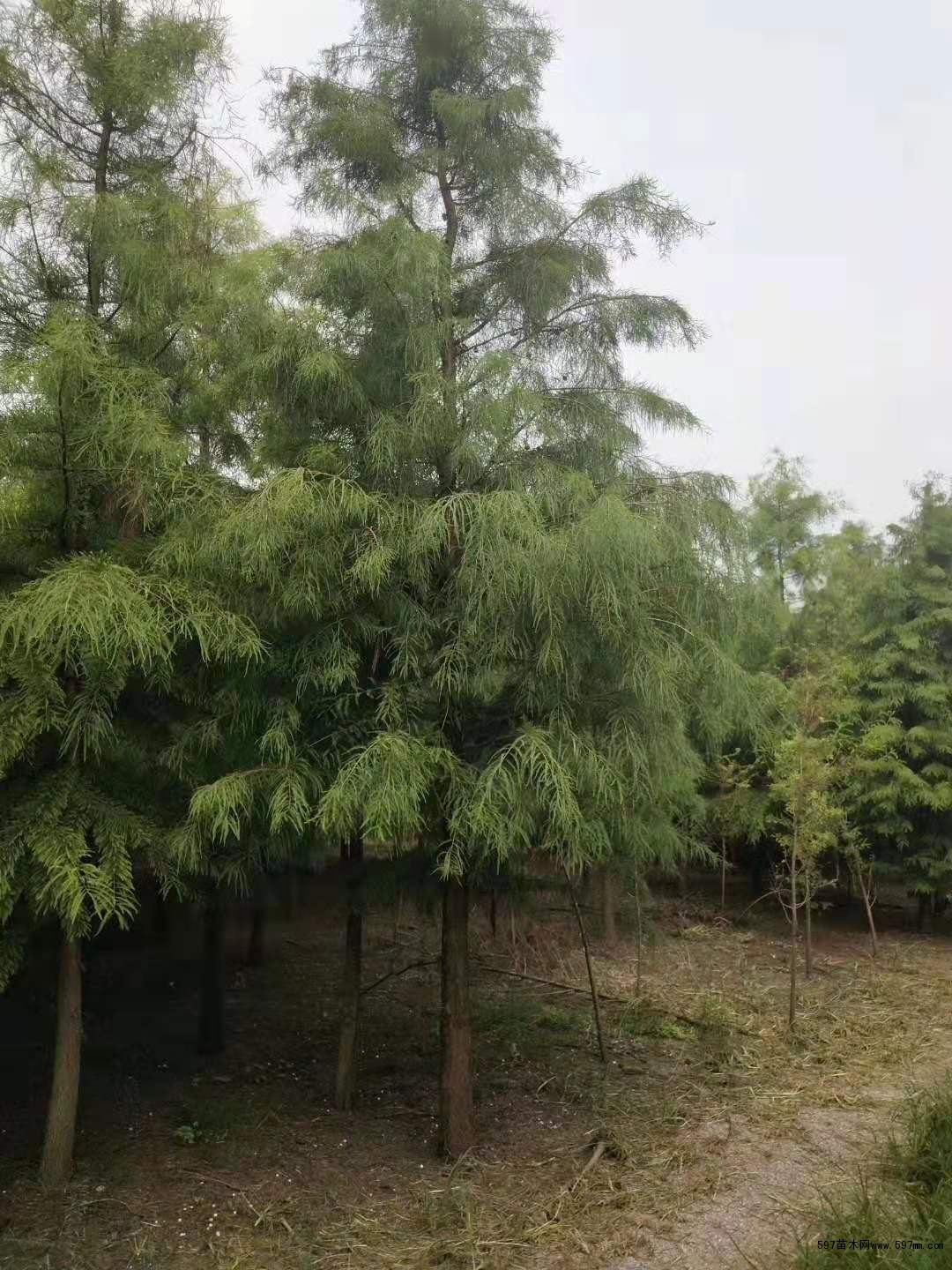 苗圃销售水杉落羽杉金叶水杉图片价格