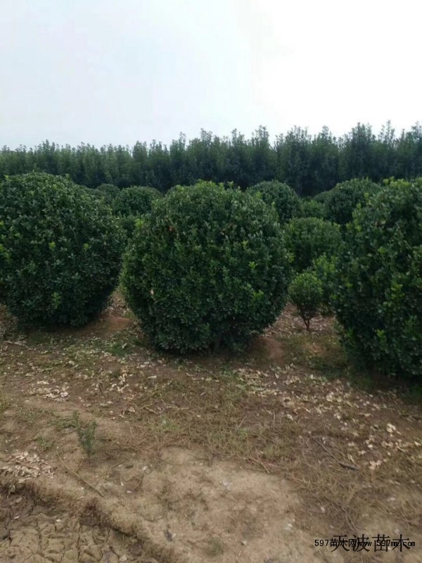 两年生大叶黄杨价格5