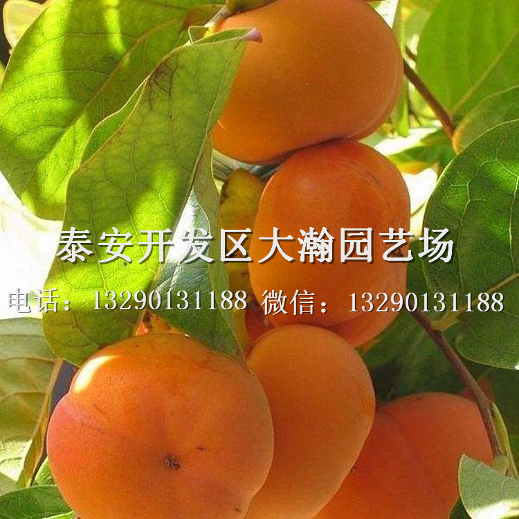 柿子苗