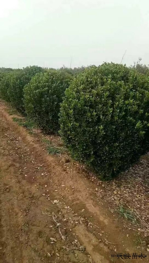 大叶黄杨行情4