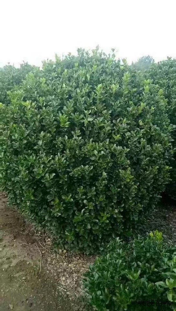 大叶黄杨行情3