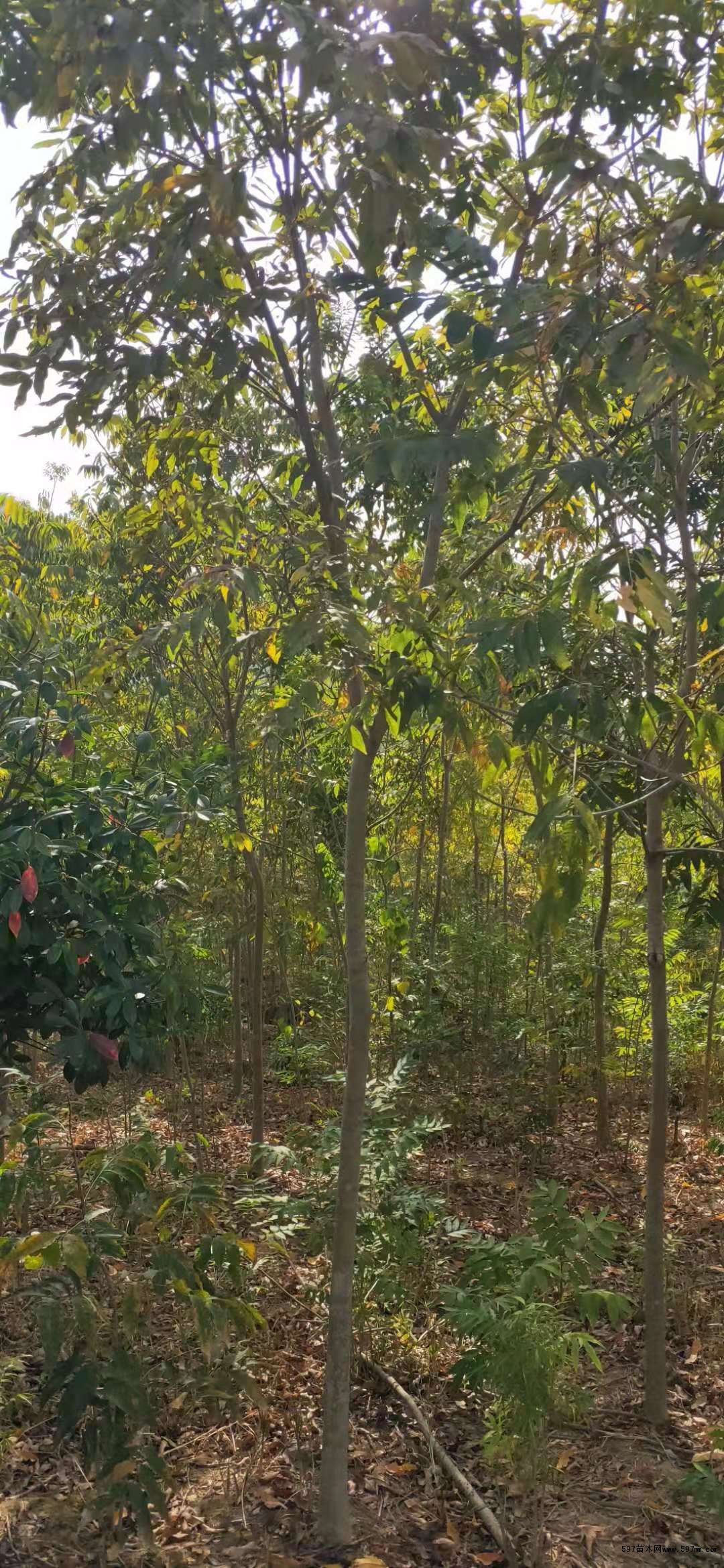 无患子小苗 无患子小苗