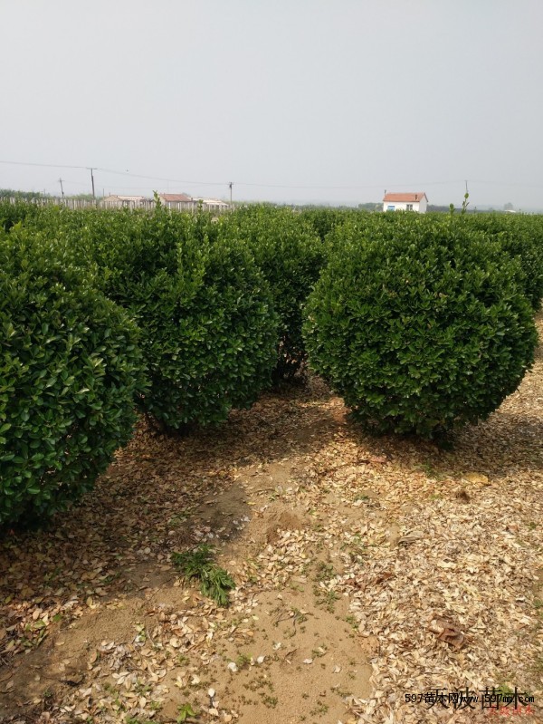 山东大叶黄杨小苗种植基地6