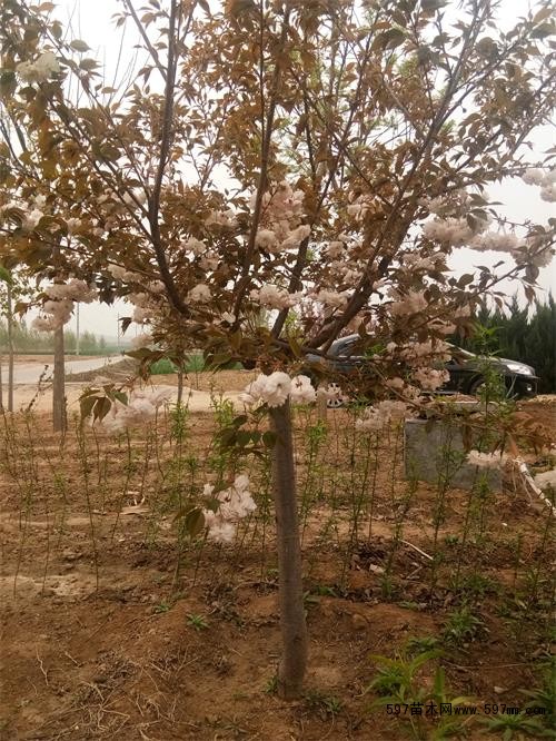8公分樱花 8公分樱花
