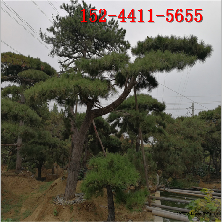 造型黑松 造型黑松