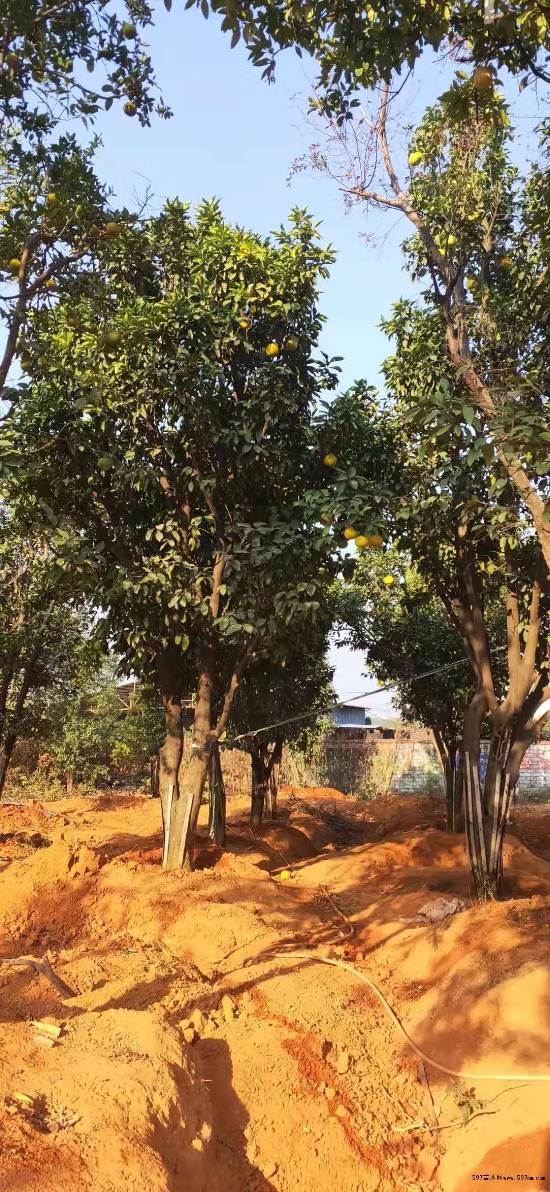香泡树 香泡树