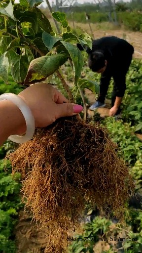 1年软枣猕猴桃苗多少钱一棵 哪里有软枣猕猴桃苗 1年软枣猕猴桃苗多少钱一棵 哪里有软枣猕猴桃苗