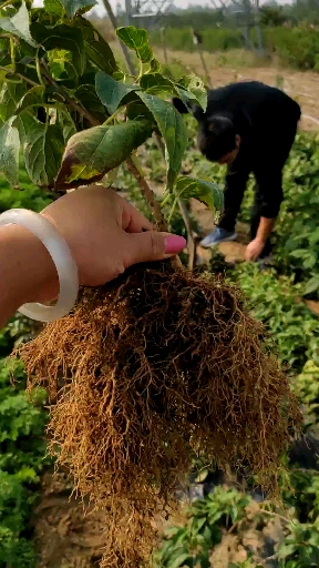 1年软枣猕猴桃苗多少钱一棵 哪里有软枣猕猴桃苗