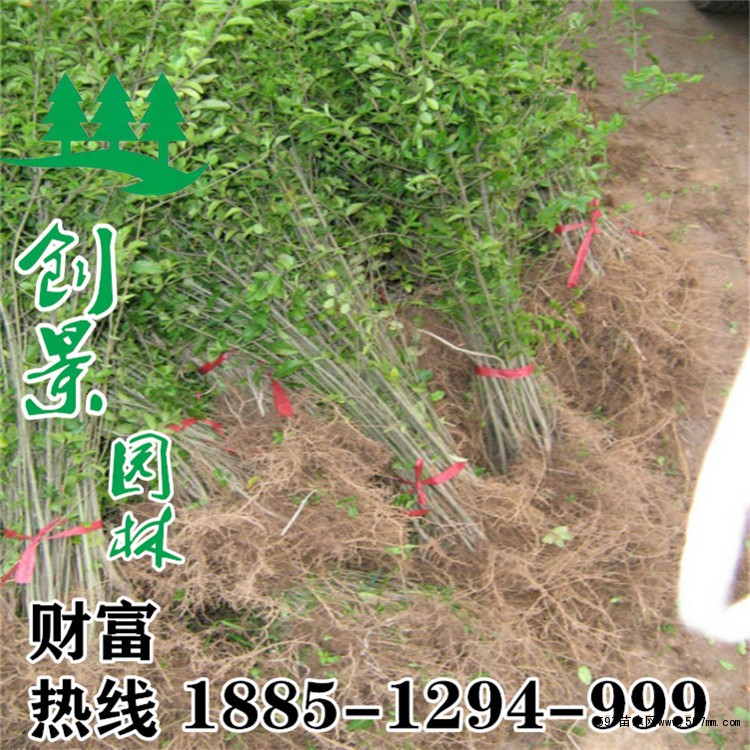 小葉女貞圖片 小葉女貞圖片