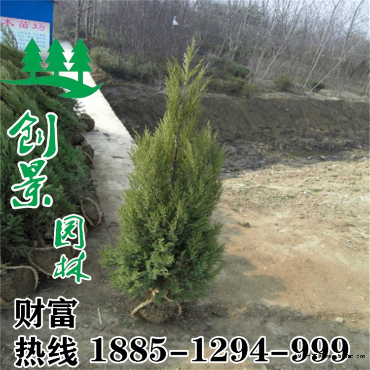 蜀桧 蜀桧