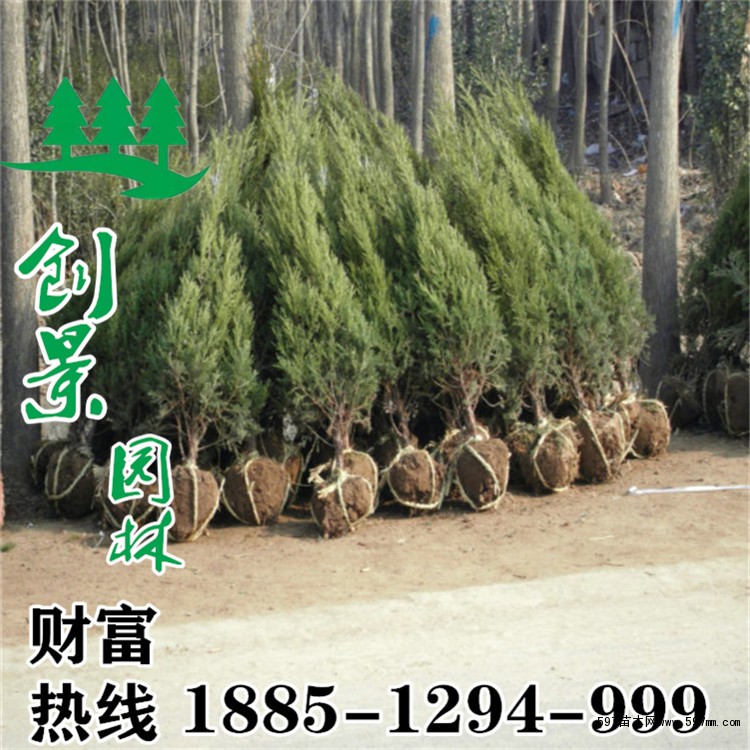 蜀桧 蜀桧