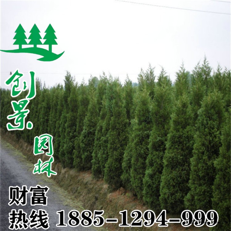 蜀桧 蜀桧