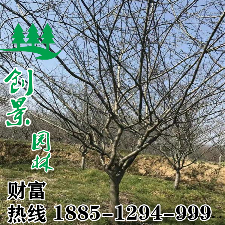 垂絲海棠圖片 垂絲海棠圖片