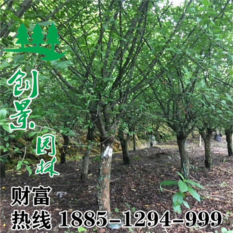 垂絲海棠低價 垂絲海棠低價
