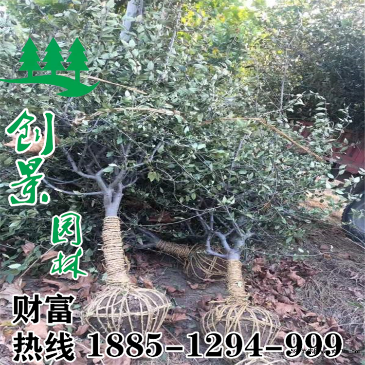 垂絲海棠規格 垂絲海棠規格