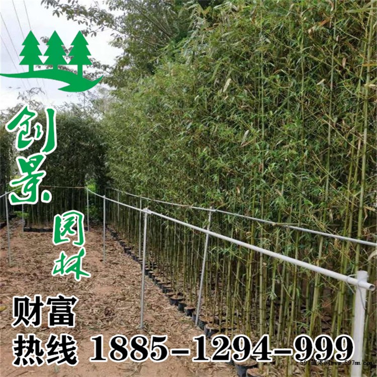 青皮竹图片 青皮竹图片
