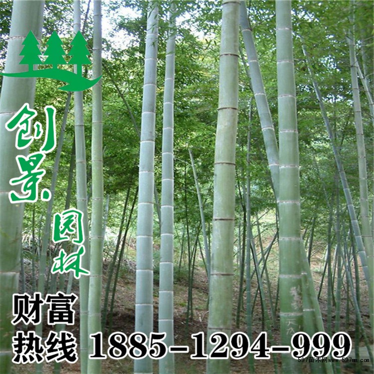 青皮竹批发 青皮竹批发