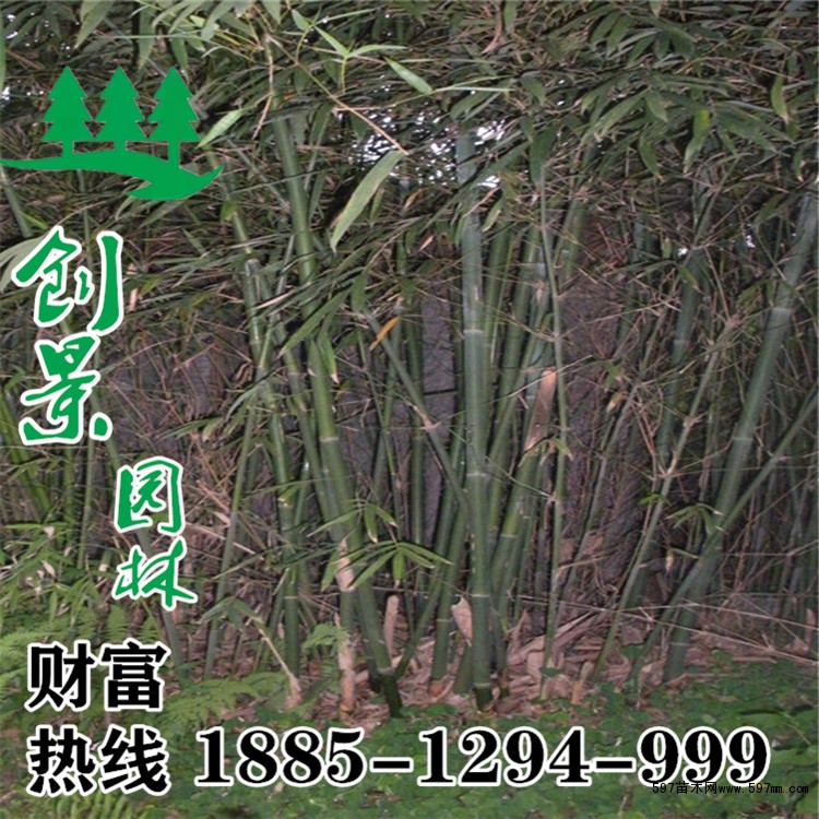 青皮竹价格 青皮竹价格
