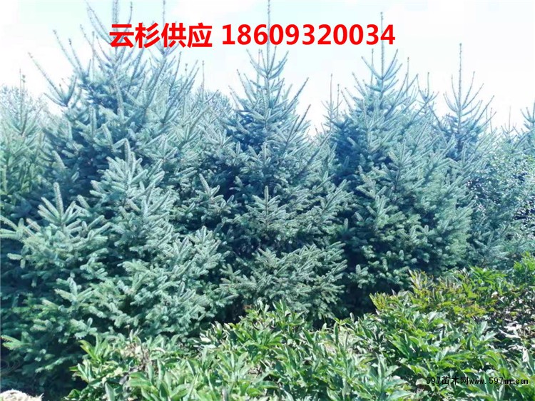 甘肃云杉 甘肃云杉