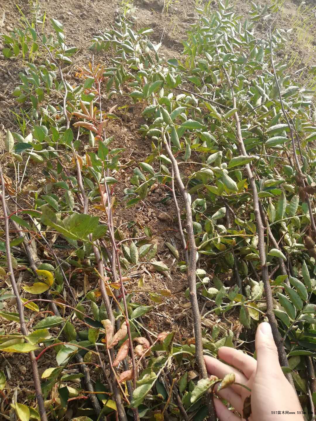 无刺花椒苗 无刺花椒苗