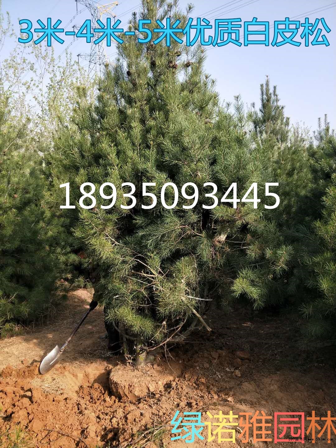 5米5白皮松价格 5米5白皮松价格