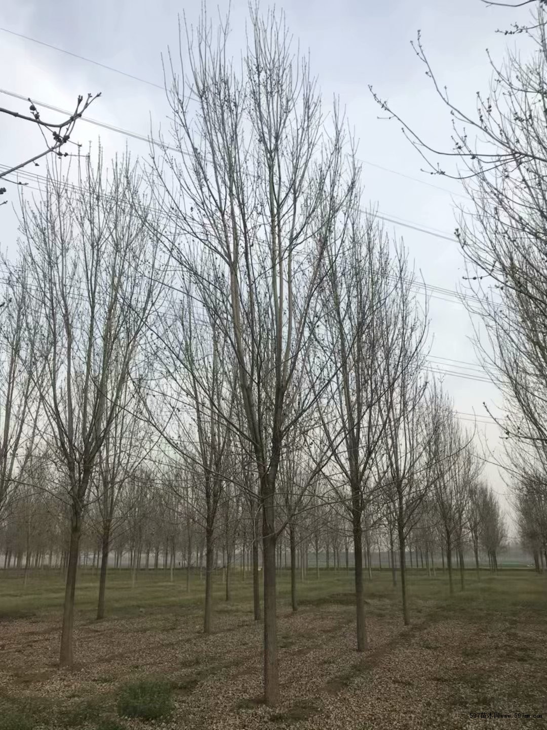 白蜡 白蜡