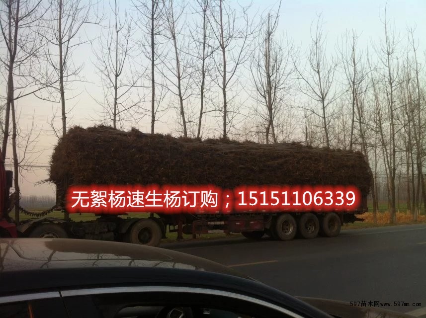 杨树苗 杨树苗