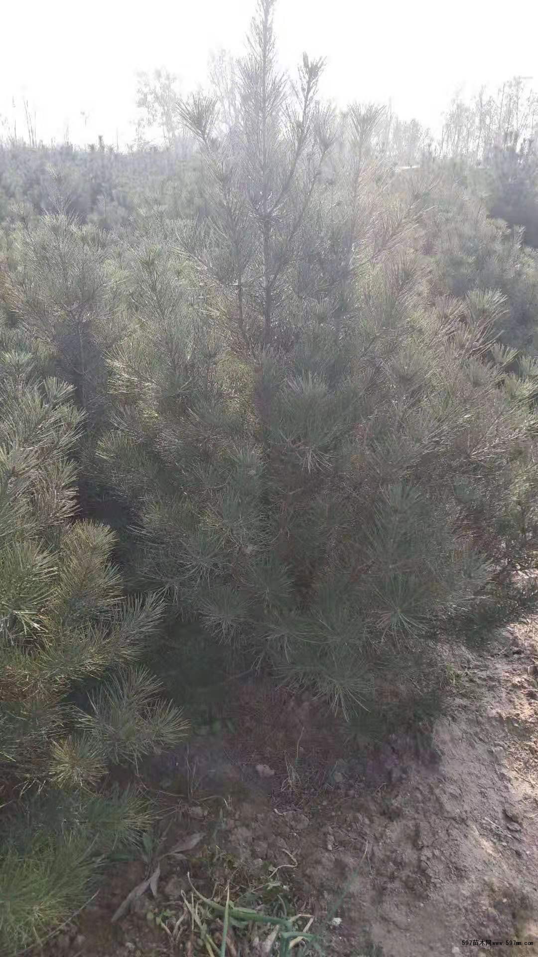一米五白皮松 一米五白皮松